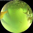 ./images/calvert/underwater/20260623/underwater20260623_115001M.jpg