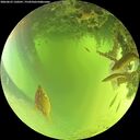 ./images/calvert/underwater/20260623/underwater20260623_120501M.jpg