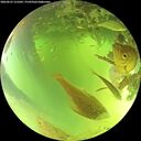 ./images/calvert/underwater/20260623/underwater20260623_121001M.jpg
