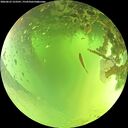 ./images/calvert/underwater/20260623/underwater20260623_123501M.jpg