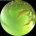./images/calvert/underwater/20260623/underwater20260623_124002M.jpg