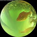 ./images/calvert/underwater/20260623/underwater20260623_124501M.jpg