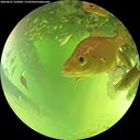 ./images/calvert/underwater/20260623/underwater20260623_125001M.jpg
