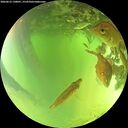 ./images/calvert/underwater/20260623/underwater20260623_130001M.jpg