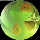 ./images/calvert/underwater/20260623/underwater20260623_130502M.jpg
