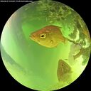 ./images/calvert/underwater/20260623/underwater20260623_131001M.jpg