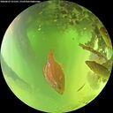 ./images/calvert/underwater/20260623/underwater20260623_131501M.jpg