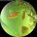 ./images/calvert/underwater/20260623/underwater20260623_132001M.jpg