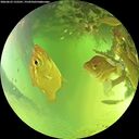 ./images/calvert/underwater/20260623/underwater20260623_132501M.jpg