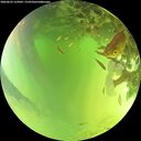 ./images/calvert/underwater/20260623/underwater20260623_133002M.jpg