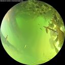 ./images/calvert/underwater/20260623/underwater20260623_133501M.jpg