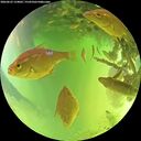 ./images/calvert/underwater/20260623/underwater20260623_134001M.jpg
