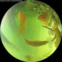 ./images/calvert/underwater/20260623/underwater20260623_134501M.jpg