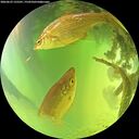 ./images/calvert/underwater/20260623/underwater20260623_135501M.jpg