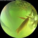 ./images/calvert/underwater/20260623/underwater20260623_140001M.jpg