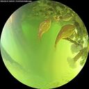 ./images/calvert/underwater/20260623/underwater20260623_140501M.jpg