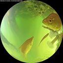 ./images/calvert/underwater/20260623/underwater20260623_141001M.jpg