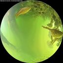./images/calvert/underwater/20260623/underwater20260623_141501M.jpg