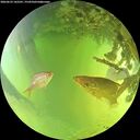 ./images/calvert/underwater/20260623/underwater20260623_142501M.jpg