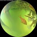 ./images/calvert/underwater/20260623/underwater20260623_144001M.jpg