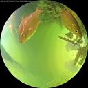 ./images/calvert/underwater/20260623/underwater20260623_144501M.jpg