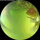./images/calvert/underwater/20260623/underwater20260623_145001M.jpg