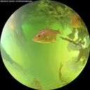 ./images/calvert/underwater/20260623/underwater20260623_145501M.jpg
