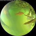 ./images/calvert/underwater/20260623/underwater20260623_150001M.jpg