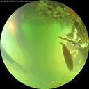 ./images/calvert/underwater/20260623/underwater20260623_151001M.jpg