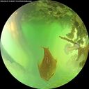 ./images/calvert/underwater/20260623/underwater20260623_154001M.jpg