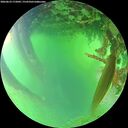 ./images/calvert/underwater/20260623/underwater20260623_172001M.jpg