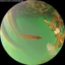 ./images/calvert/underwater/20260623/underwater20260623_211001M.jpg