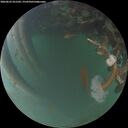 ./images/calvert/underwater/20260623/underwater20260623_221501M.jpg