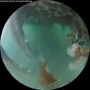 ./images/calvert/underwater/20260624/underwater20260624_051501M.jpg