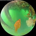 ./images/calvert/underwater/20260624/underwater20260624_072501M.jpg