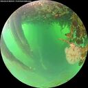 ./images/calvert/underwater/20260624/underwater20260624_080501M.jpg