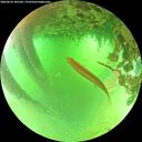 ./images/calvert/underwater/20260624/underwater20260624_105501M.jpg
