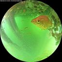 ./images/calvert/underwater/20260624/underwater20260624_112501M.jpg