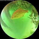 ./images/calvert/underwater/20260624/underwater20260624_114501M.jpg