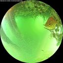 ./images/calvert/underwater/20260624/underwater20260624_115001M.jpg
