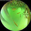 ./images/calvert/underwater/20260624/underwater20260624_120001M.jpg