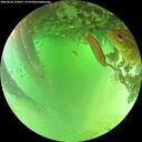 ./images/calvert/underwater/20260624/underwater20260624_122001M.jpg