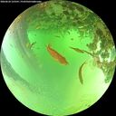 ./images/calvert/underwater/20260624/underwater20260624_123501M.jpg