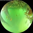 ./images/calvert/underwater/20260624/underwater20260624_124502M.jpg