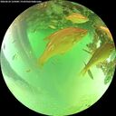 ./images/calvert/underwater/20260624/underwater20260624_125001M.jpg