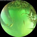 ./images/calvert/underwater/20260624/underwater20260624_130001M.jpg