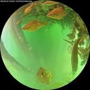 ./images/calvert/underwater/20260624/underwater20260624_134501M.jpg