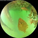 ./images/calvert/underwater/20260624/underwater20260624_140001M.jpg