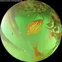 ./images/calvert/underwater/20260624/underwater20260624_141001M.jpg