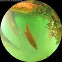 ./images/calvert/underwater/20260624/underwater20260624_142001M.jpg
